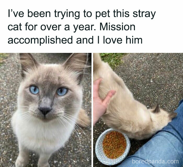 115 Cats Doing What Cats Do Best: Total Goofballs!