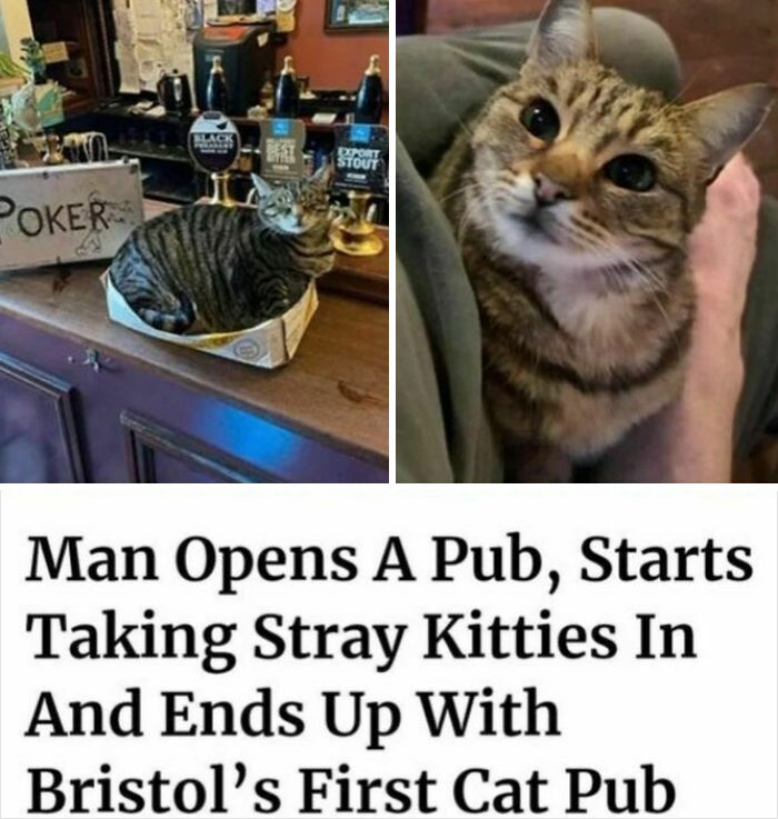 115 Cats Doing What Cats Do Best: Total Goofballs!