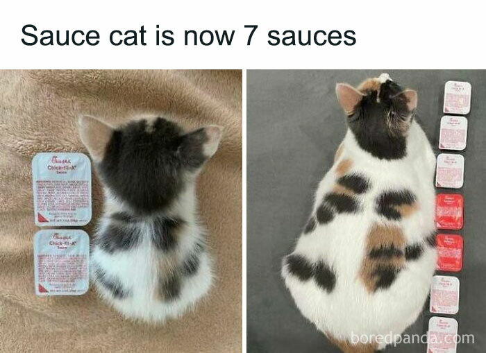 115 Cats Doing What Cats Do Best: Total Goofballs!