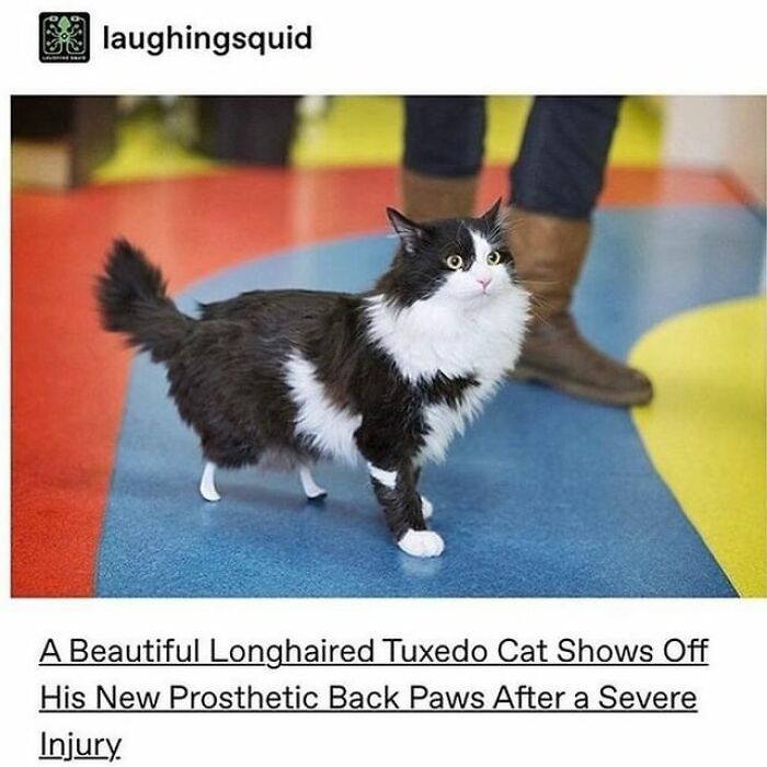 115 Cats Doing What Cats Do Best: Total Goofballs!