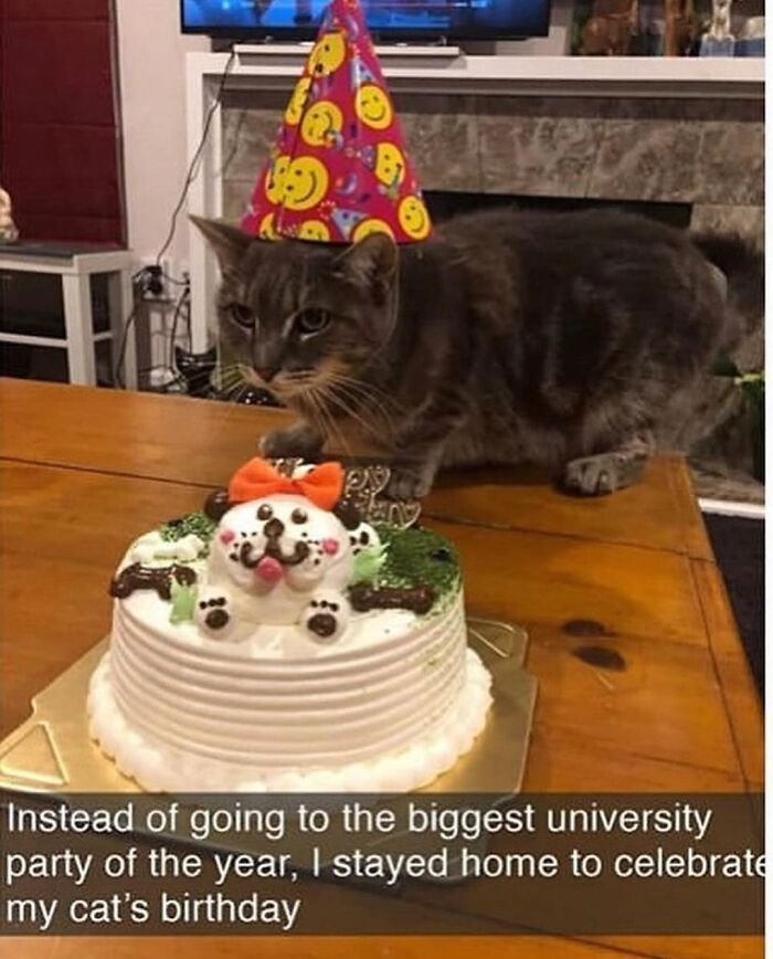 115 Cats Doing What Cats Do Best: Total Goofballs!