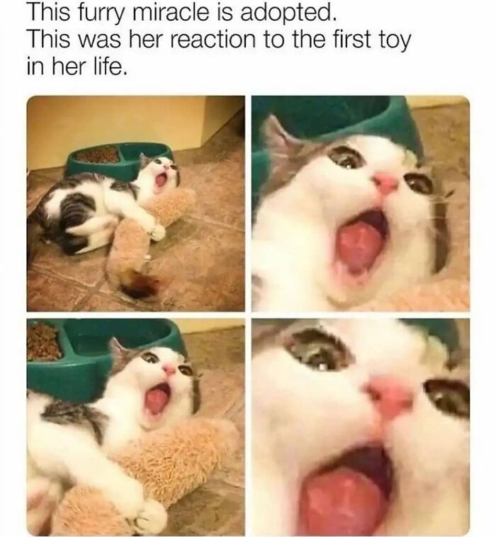 115 Cats Doing What Cats Do Best: Total Goofballs!