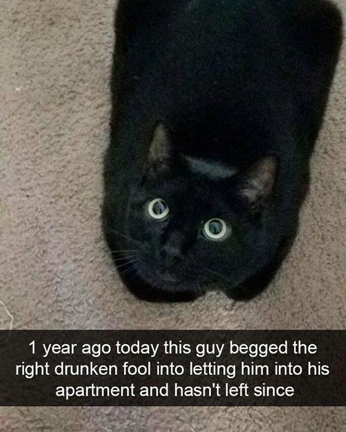 115 Cats Doing What Cats Do Best: Total Goofballs!