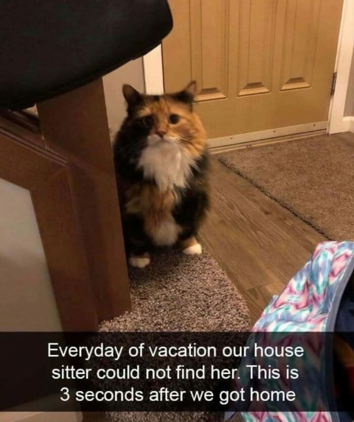 115 Cats Doing What Cats Do Best: Total Goofballs!