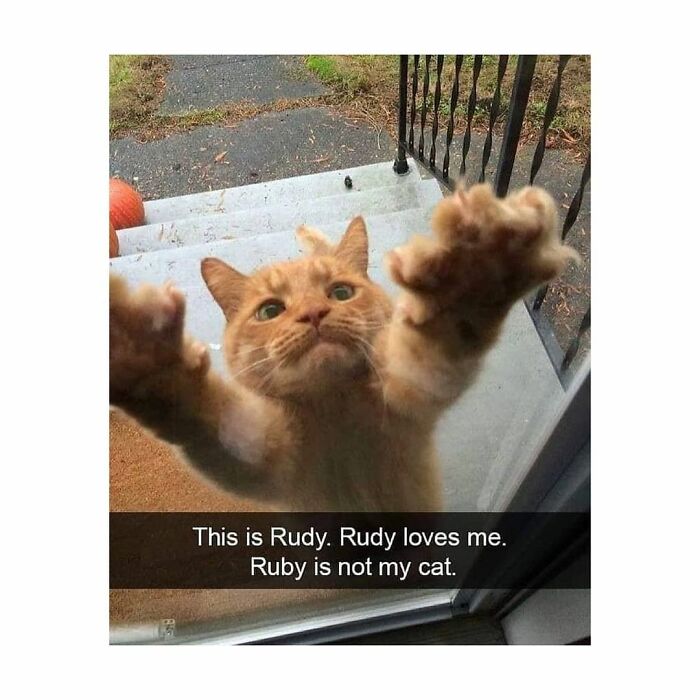 115 Cats Doing What Cats Do Best: Total Goofballs!