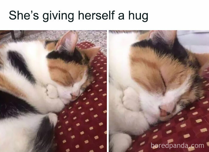 115 Cats Doing What Cats Do Best: Total Goofballs!