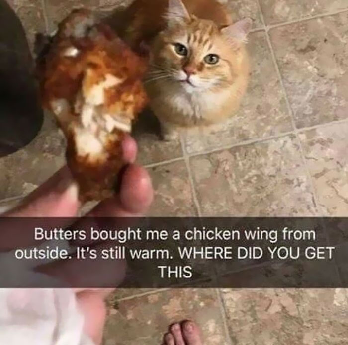 115 Cats Doing What Cats Do Best: Total Goofballs!