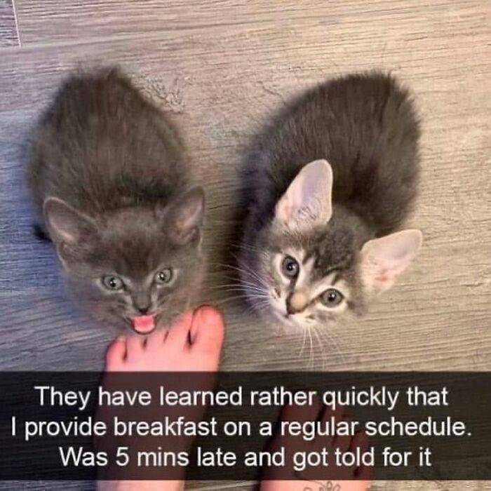 115 Cats Doing What Cats Do Best: Total Goofballs!