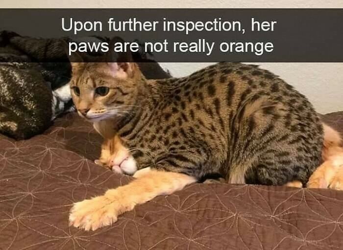 115 Cats Doing What Cats Do Best: Total Goofballs!