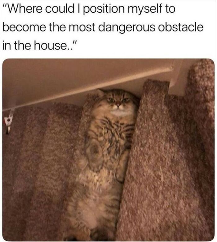 115 Cats Doing What Cats Do Best: Total Goofballs!