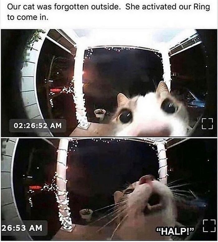 115 Cats Doing What Cats Do Best: Total Goofballs!