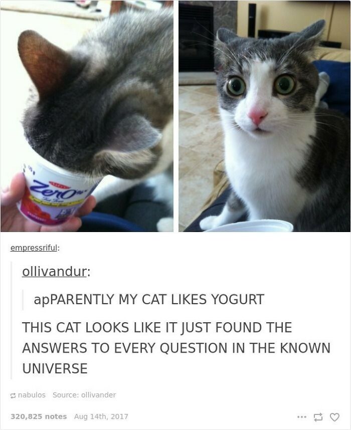 115 Cats Doing What Cats Do Best: Total Goofballs!