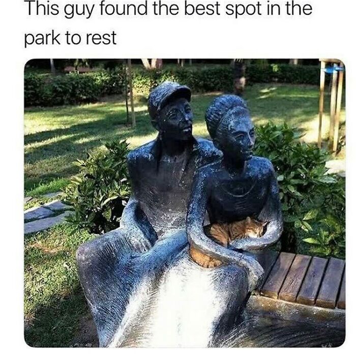 115 Cats Doing What Cats Do Best: Total Goofballs!