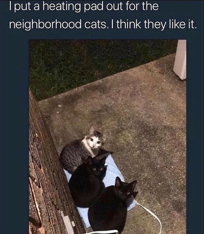 115 Cats Doing What Cats Do Best: Total Goofballs!