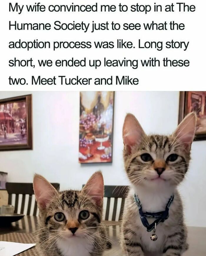 115 Cats Doing What Cats Do Best: Total Goofballs!