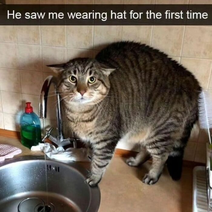 115 Cats Doing What Cats Do Best: Total Goofballs!