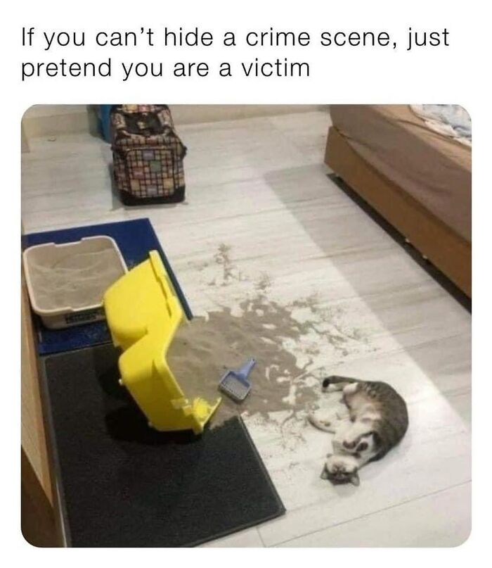 115 Cats Doing What Cats Do Best: Total Goofballs!