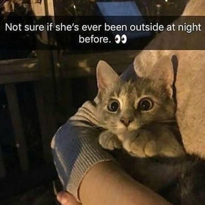 115 Cats Doing What Cats Do Best: Total Goofballs!