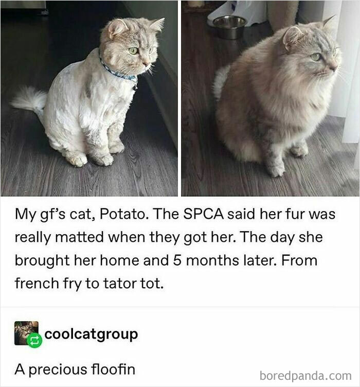 115 Cats Doing What Cats Do Best: Total Goofballs!