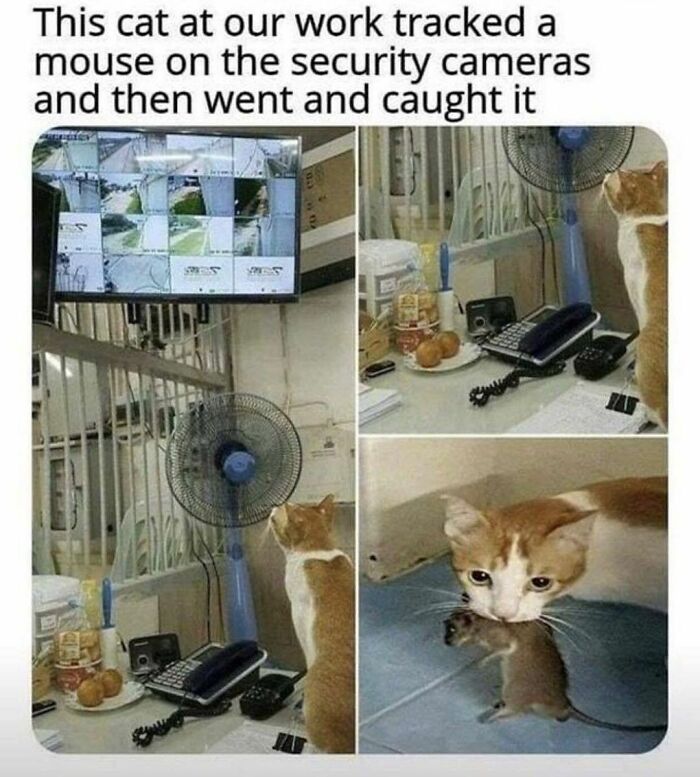 115 Cats Doing What Cats Do Best: Total Goofballs!