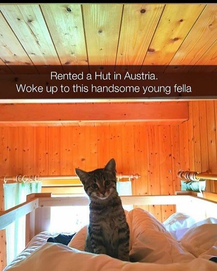 115 Cats Doing What Cats Do Best: Total Goofballs!