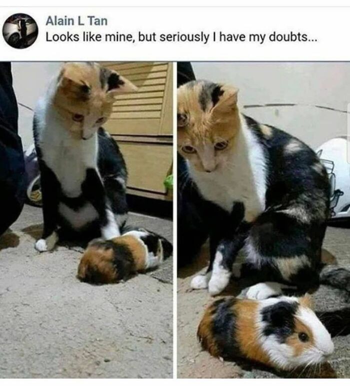 115 Cats Doing What Cats Do Best: Total Goofballs!