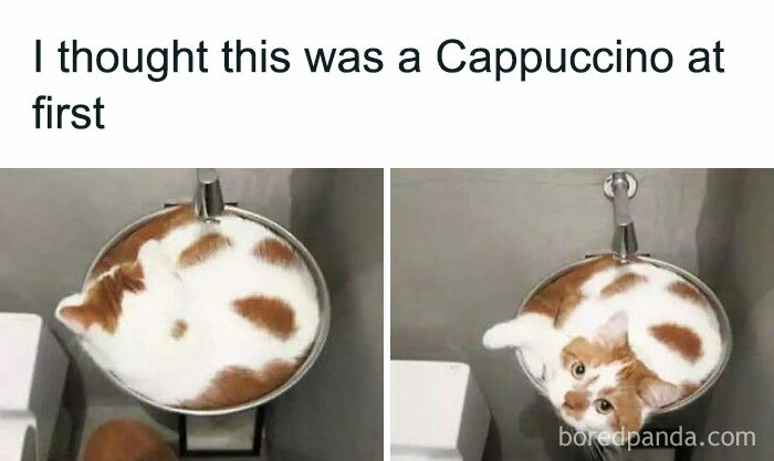 115 Cats Doing What Cats Do Best: Total Goofballs!