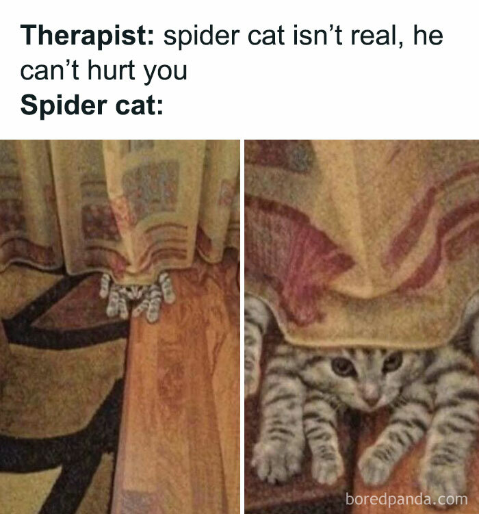 115 Cats Doing What Cats Do Best: Total Goofballs!