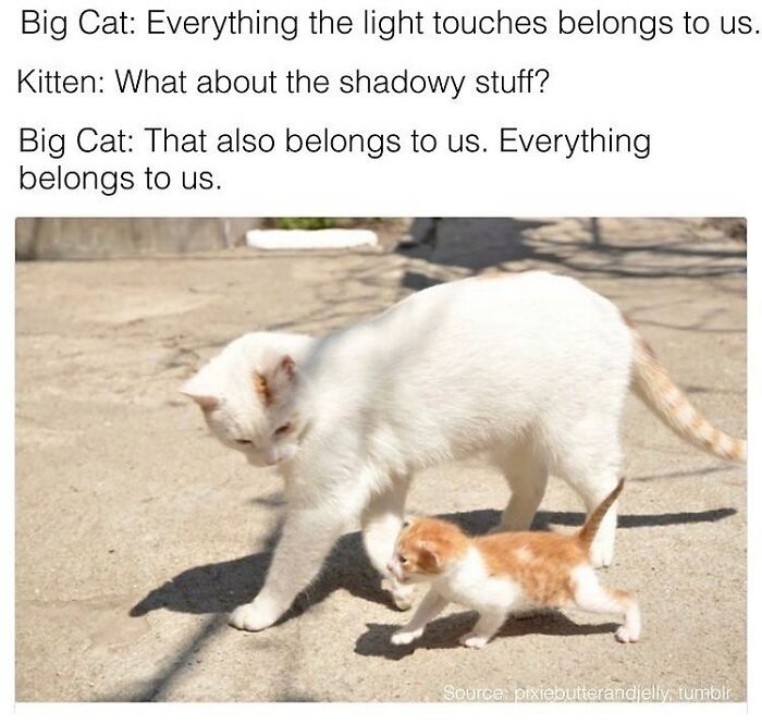 115 Cats Doing What Cats Do Best: Total Goofballs!