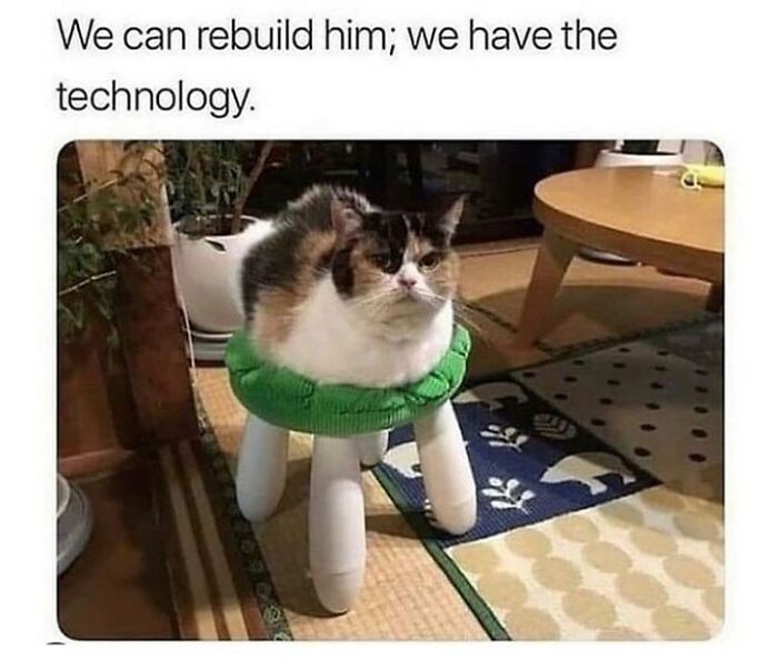 115 Cats Doing What Cats Do Best: Total Goofballs!