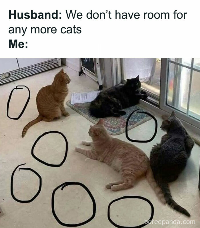 115 Cats Doing What Cats Do Best: Total Goofballs!