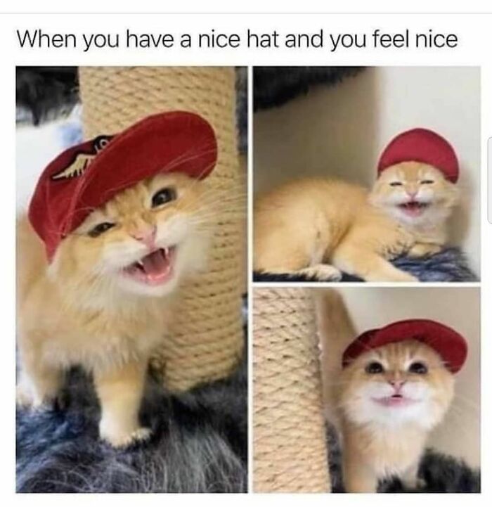 115 Cats Doing What Cats Do Best: Total Goofballs!