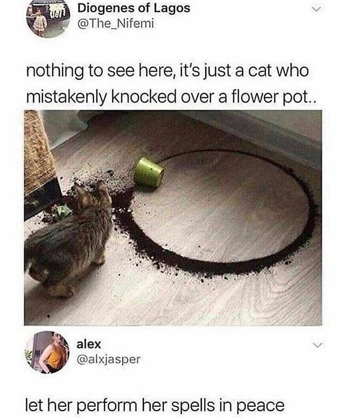 115 Cats Doing What Cats Do Best: Total Goofballs!