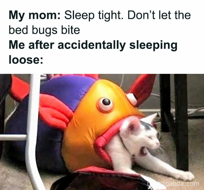 115 Cats Doing What Cats Do Best: Total Goofballs!