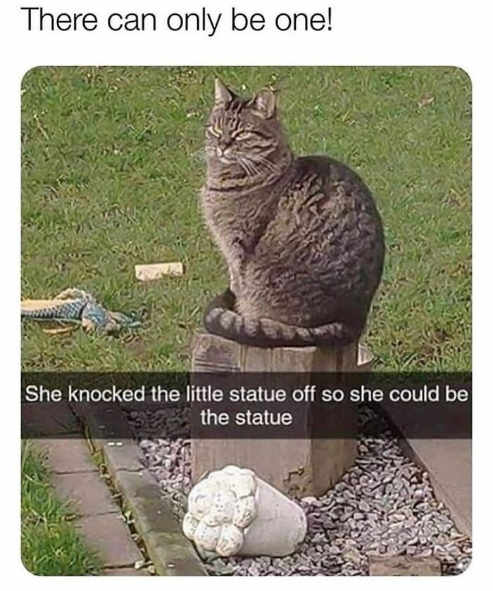 115 Cats Doing What Cats Do Best: Total Goofballs!