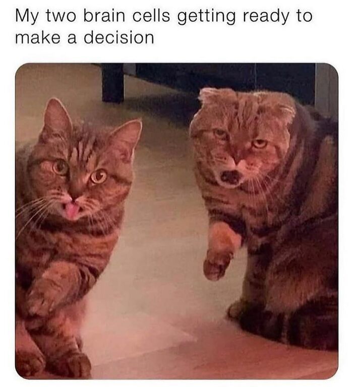 115 Cats Doing What Cats Do Best: Total Goofballs!