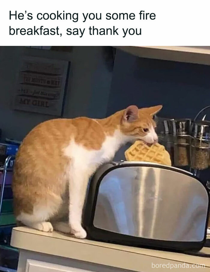 115 Cats Doing What Cats Do Best: Total Goofballs!