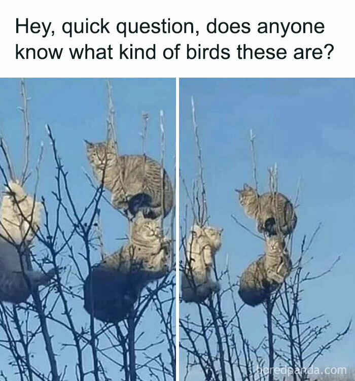 115 Cats Doing What Cats Do Best: Total Goofballs!