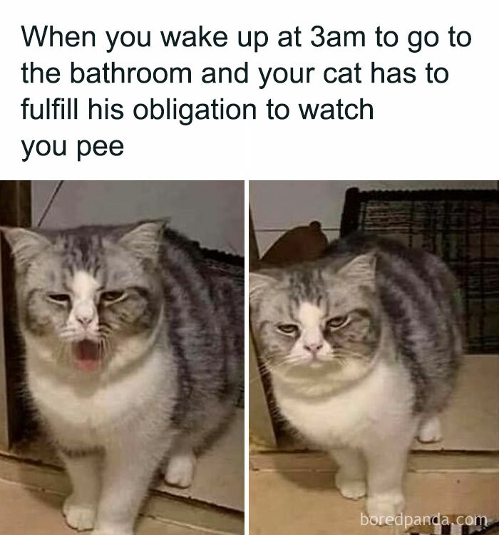 115 Cats Doing What Cats Do Best: Total Goofballs!