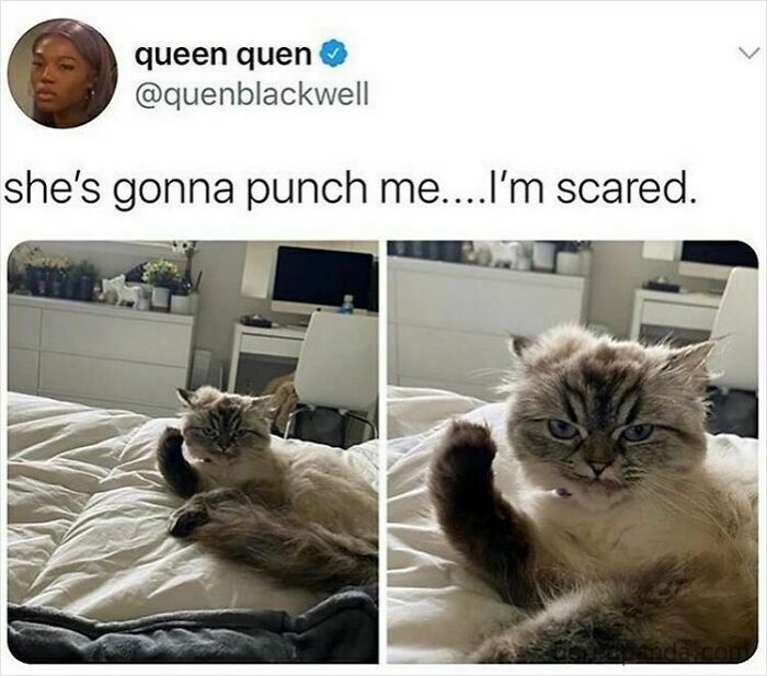 115 Cats Doing What Cats Do Best: Total Goofballs!