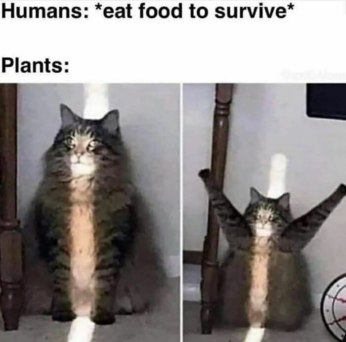 115 Cats Doing What Cats Do Best: Total Goofballs!