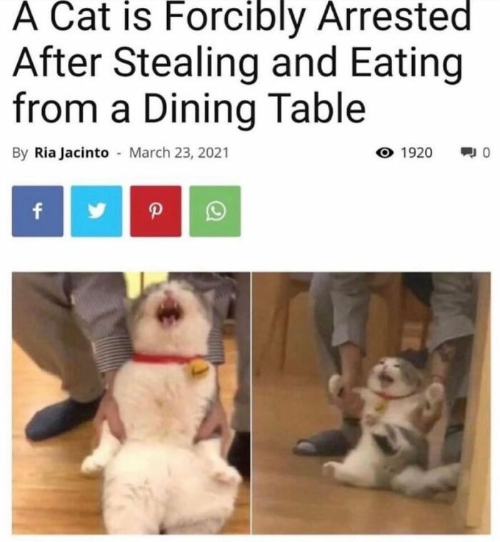 115 Cats Doing What Cats Do Best: Total Goofballs!