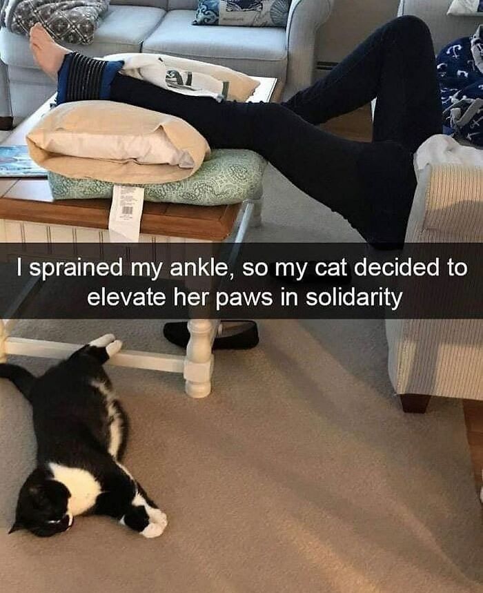 115 Cats Doing What Cats Do Best: Total Goofballs!