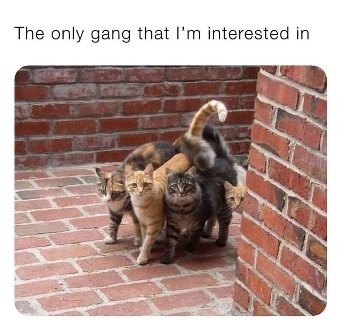 115 Cats Doing What Cats Do Best: Total Goofballs!