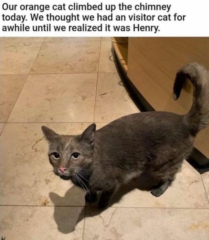 115 Cats Doing What Cats Do Best: Total Goofballs!