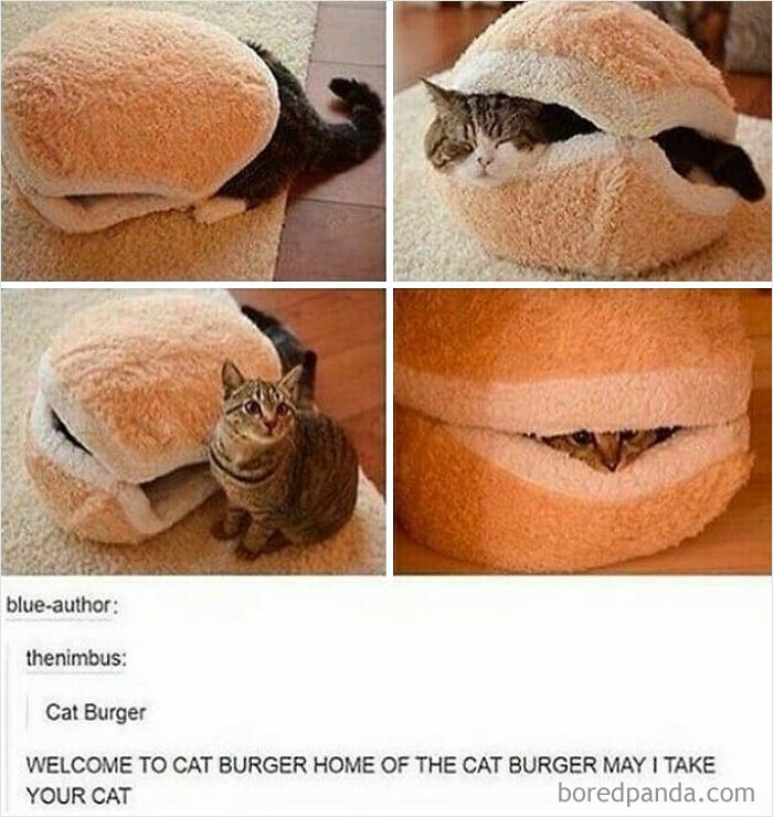 115 Cats Doing What Cats Do Best: Total Goofballs!