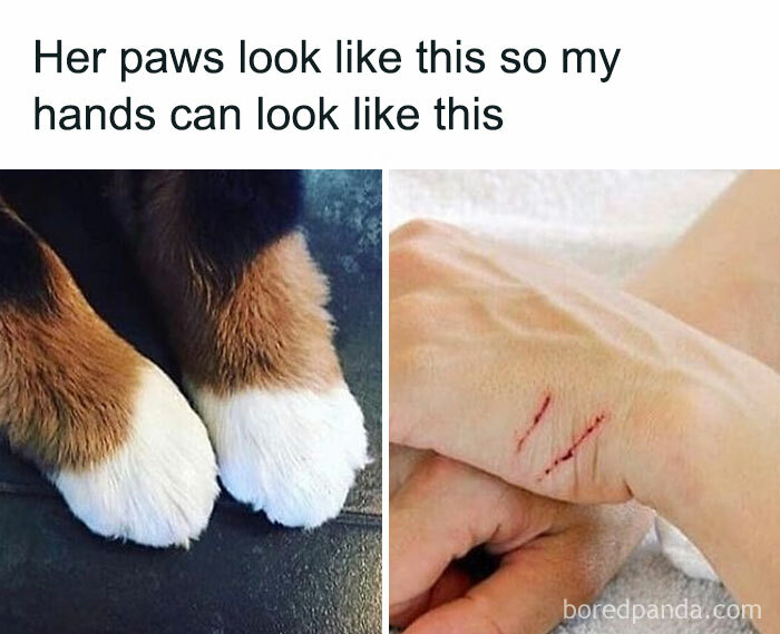 115 Cats Doing What Cats Do Best: Total Goofballs!