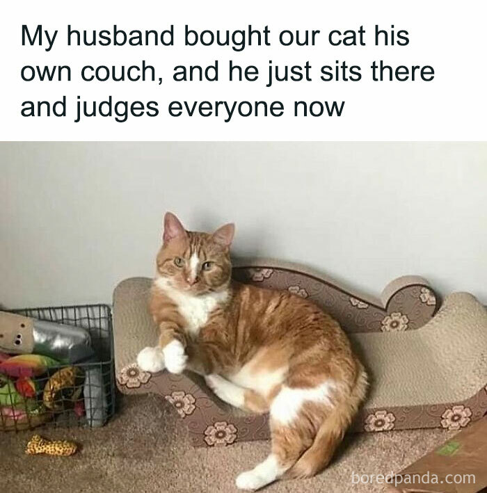 115 Cats Doing What Cats Do Best: Total Goofballs!