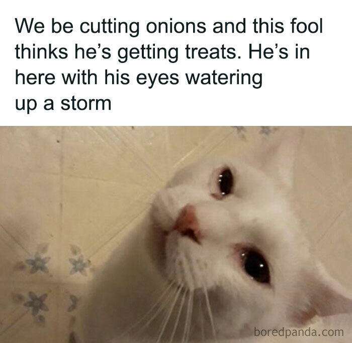 115 Cats Doing What Cats Do Best: Total Goofballs!