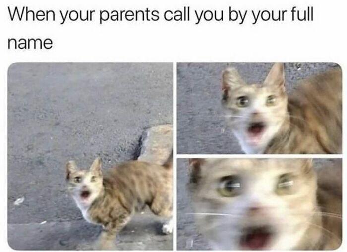 115 Cats Doing What Cats Do Best: Total Goofballs!